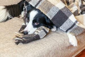 stare a casa. divertente ritratto di cucciolo di cane border collie sdraiato sul divano sotto il plaid all'interno. nuovo adorabile membro della famiglia cagnolino a casa che si scalda sotto la coperta. concetto di quarantena della vita degli animali per la cura degli animali domestici. foto