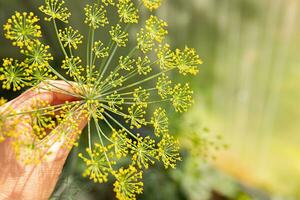 giardinaggio e agricoltura concetto. femmina azienda agricola lavoratore mano raccolta verde fresco maturo biologico aneto nel giardino letto. eco salutare biologico casa cresciuto cibo produzione. donna contadino raccolta fragrante erba. foto