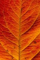 avvicinamento autunno autunno estremo macro struttura Visualizza di rosso arancia legna foglio albero foglia splendore nel sole sfondo. ispirazione natura ottobre o settembre sfondo. modificare di le stagioni concetto. foto