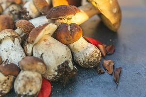 composizione autunnale. porcini di funghi commestibili crudi su sfondo di scisto di pietra nero scuro. porcini sul tavolo grigio. cucinare deliziosi cibi gourmet a base di funghi biologici. piatto laico, vista dall'alto foto