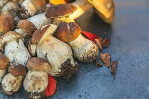 composizione autunnale. porcini di funghi commestibili crudi su sfondo di scisto di pietra nero scuro. porcini sul tavolo grigio. cucinare deliziosi cibi gourmet a base di funghi biologici. piatto laico, vista dall'alto foto