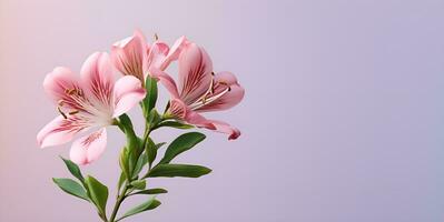 alstroemeria bellissimo fiore copia spazio, ai generativo foto