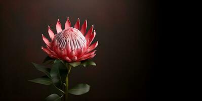 bellissimo protea fiore macro vuoto spazio, ai generativo foto