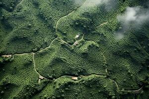 caffè piantagioni di Sud America con un' orizzonte con montagne nel il sfondo ,generativo ai foto