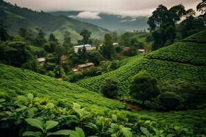 caffè piantagioni di Sud America con un' orizzonte con montagne nel il sfondo ,generativo ai foto