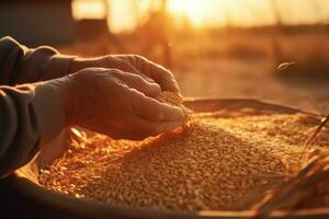 vicino su mano contadino scrosciante grano a tramonto.generativo ai. foto