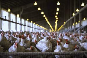 pollo azienda agricola per in crescita broiler polli per il età di uno e un' metà mesi, ai generativo foto