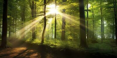 bellissimo raggi di luce del sole nel un' verde foresta. generativo ai foto