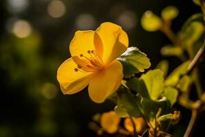 bellezza nel natura giallo petalo fiorire all'aperto foto