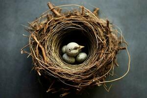 carino uccello nido foto