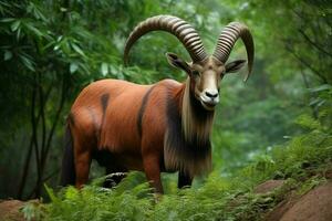 nazionale animale di Gabon foto