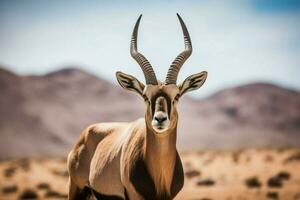 nazionale animale di namibia foto