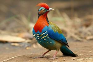 nazionale uccello di eswatini foto