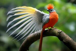 nazionale uccello di Indonesia foto