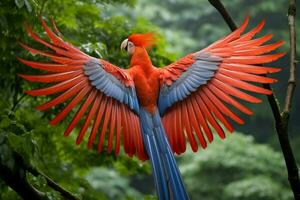 nazionale uccello di Panama foto