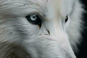 il bianca Wolfs dagli occhi neri vicino su foto