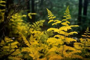 giallo autunno felce rami nel verde foresta foto