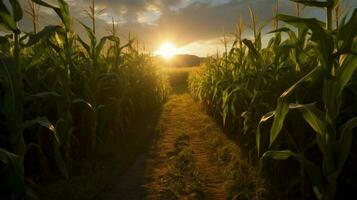 un' Mais campo con il sole splendente su esso foto