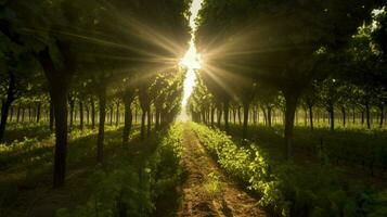 vigneto con raggi di sole splendente attraverso il alberi foto