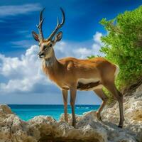 nazionale animale di barbados alto qualità 4k ultr foto