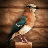 nazionale uccello di Giordania alto qualità 4k ultra HD foto