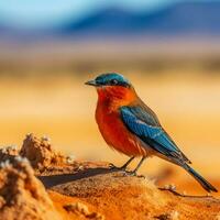 nazionale uccello di namibia alto qualità 4k ultra h foto