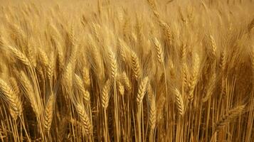 Grano colore struttura alto qualità foto