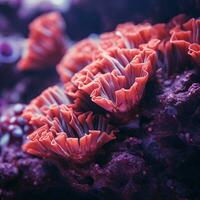 corallo rosa e reale viola alto qualità ultra HD 8 mila hdr foto