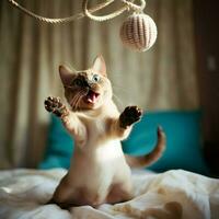 giocoso tonkinese gatto chasing suo proprio coda nel eccitazione foto