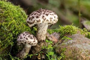 il vecchio dei boschi fungo strobilomyces strobilaceus foto