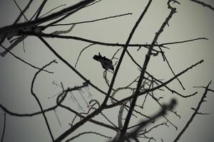 corvo sui rami degli alberi foto