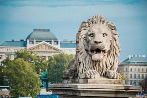 statua del leone al ponte delle catene, budapest, ungheria foto