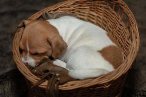 cucciolo di jack russell che dorme in un cesto di vimini. foto