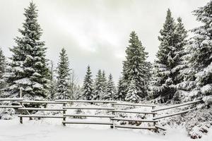 paesaggio forestale invernale nella montagna Brocken, Harz, Germania