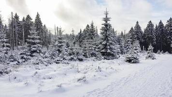 alberi coperti di neve nella montagna brocken, montagne harz, germania foto