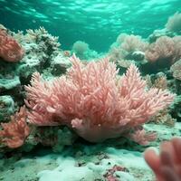 corallo rosa vs mare schiuma verde alto qualità foto