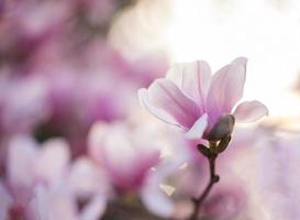 fiore di loto magnolia foto