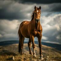 foto di cavallo pieno tiro alto qualità hdr 16k ultra HD