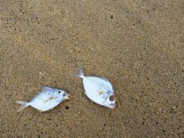 pesce morto sulla spiaggia foto