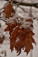 solitario ramoscello di quercia coperto con fresco bianca neve foto