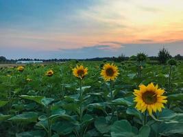 un campo di girasoli foto