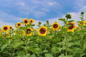 un campo di girasoli foto