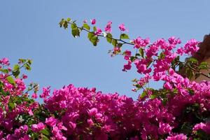 bougavillia, arbusto esotico in tonalità di colore rosa a creta, grecia. foto