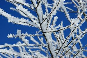 il sole brilla attraverso il rami di un' albero foto