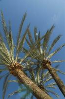 un' Visualizza di Due palma alberi contro un' blu cielo foto