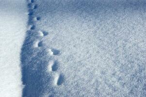 un' vicino su di neve caduta a partire dal il cielo foto