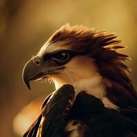un' falco vola attraverso il cielo, suo acuto occhi focalizzata su suo preda ,ai generato foto