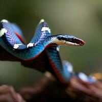 macro tiro di arroccato blu malese corallo serpente ,ai generato foto