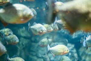 gruppo di dal ventre rosso piranha in profondità di campo foto