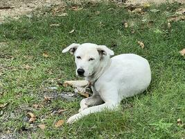 bianca cane nel il parco foto